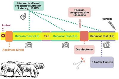 Acute post-orchiectomy pain does not reduce alpha rams’ interest in feed resources